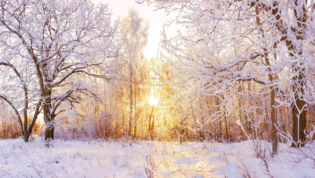 Winter trees