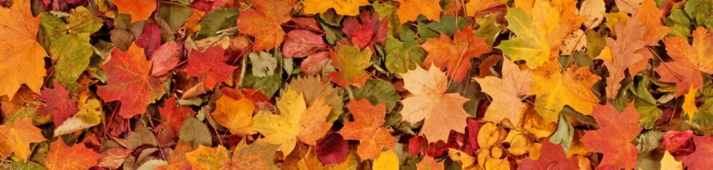 Colorful seasonal autumn background pattern, Vibrant carpet of fallen forest leaves. Copy-space concept.