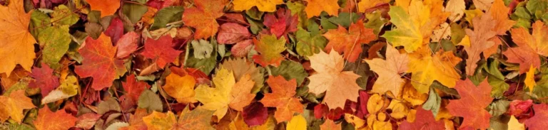 Colorful seasonal autumn background pattern, Vibrant carpet of fallen forest leaves. Copy-space concept.
