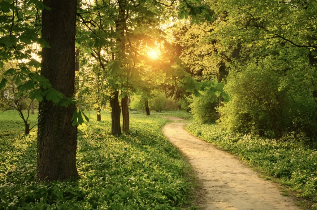 Nature trail